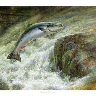 A fish leaping out of the water above a rock in a fast-flowing stream. By Chris Sharp