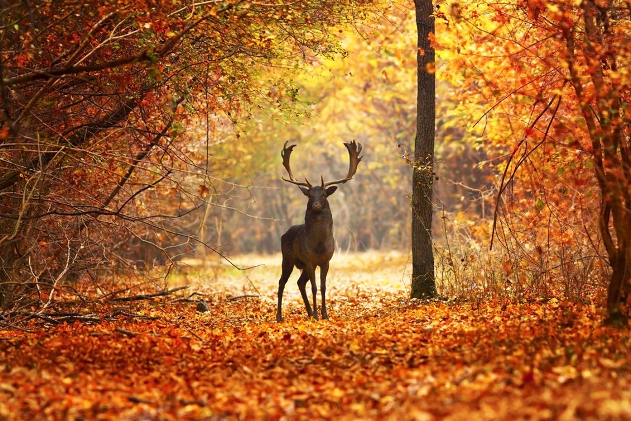 Fallow Deer buck in beautiful autumn forest