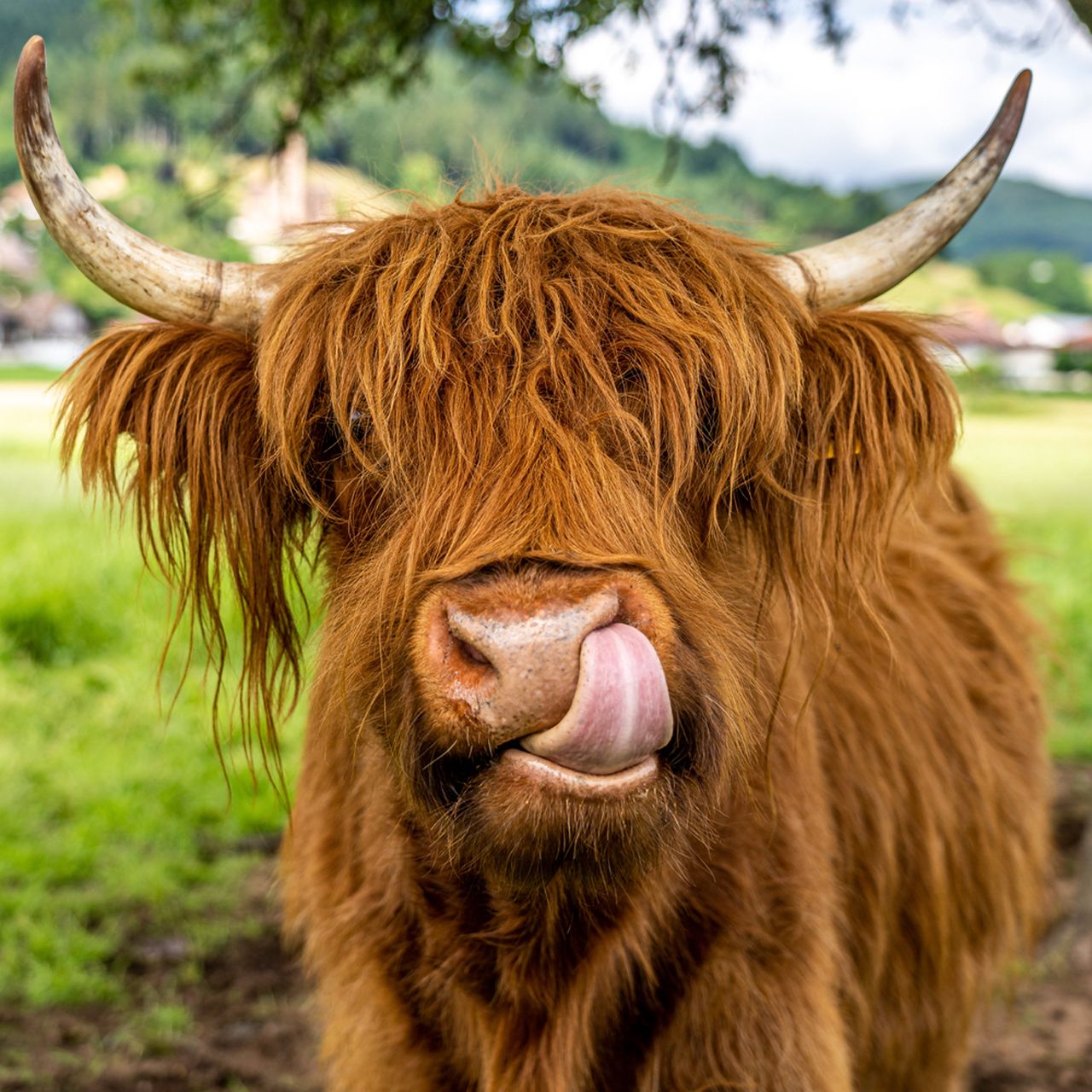 Highland cow on meadow