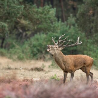 Red Deer Stag Roaring