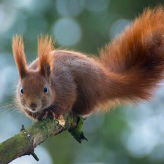 Red Squirrel