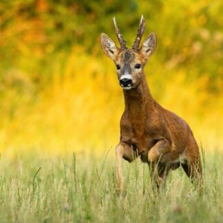 A Roe deer, Capreolus capreolus, buck with short antlers runs through a meadow sunlit by evening light in summer, surrounded by blurred green and yellow foliage.