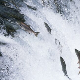 describe image for printing & framing