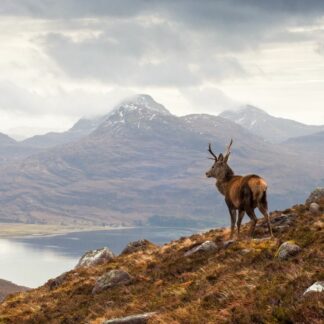 A regal stag stands on a hillside, gazing over Loch Torridon and the dramatic Wester Ross mountain range beneath a cloudy sky.